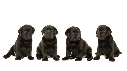 Litter of four cute sitting black labrador puppies isolated on a white background