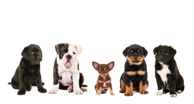 All kind of cute different breed of puppy dogs isolated on a white background, as a chihuahua, rottweiler, border collie, labrador and an english bulldog