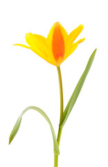 Yellow Tulip flower