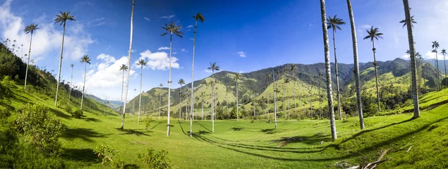 Fototapeten Cocora valley with giant wax palms  near Salento, Colombia © piccaya