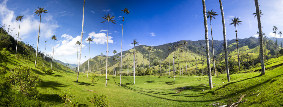 Cocora valley with giant wax palms  near Salento, Colombia