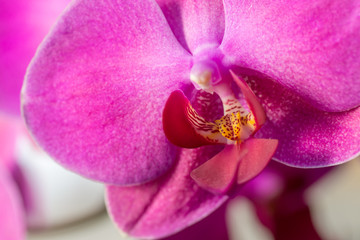 Beautiful purple orchid close up