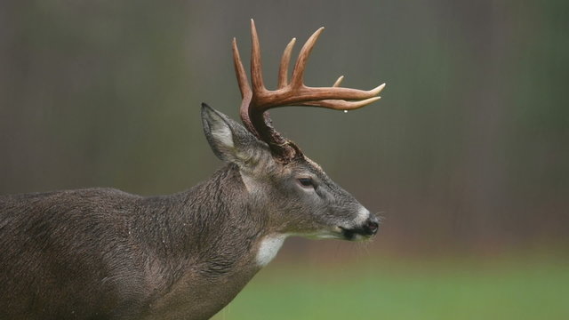 White-tailed deer buck in a rainstorm in Smoky Mountain National Park
