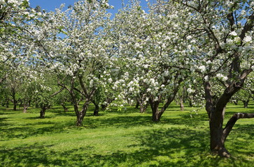 Fototapeta na wymiar Blooming Apple trees in the garden