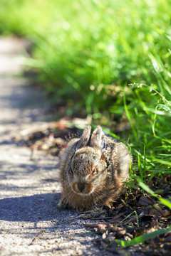 Hase - Jungtier am Stra&szlig;enrand - Detailaufnahme - Hochformat