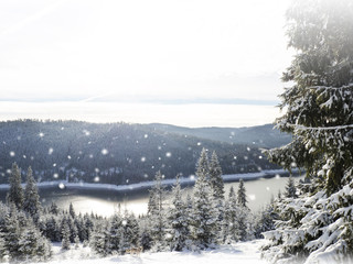 
Panorama of winter forest with trees covered snow
