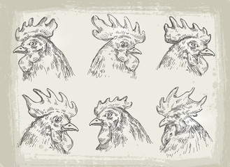 collection of hand drawn chicken. vector illustration
