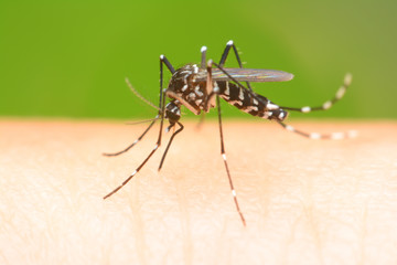 Mosquito on a human hand sucking blood - obrazy, fototapety, plakaty