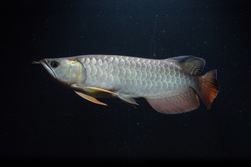 Fototapeta premium Arowana