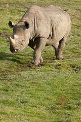 Black Rhino walking in sunshine