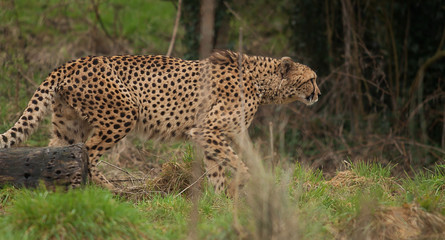 Fototapeta na wymiar photo of an alert male Cheetah