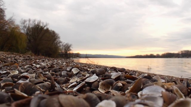 Shellfish shells on river beach; Danube river; close up; no people, 