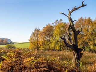 Autumn colours at White Copice, Lancashire, UK