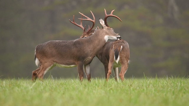 Two large white-tailed deer bucks grooming on a rainy morning.