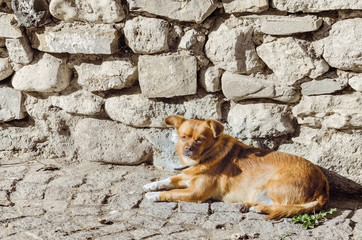  Old Little Dog