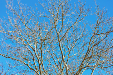 Obraz premium Branches of Bare Tree