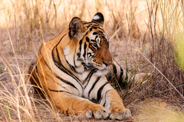 Fototapeta na wymiar A relaxed Tiger
