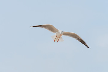 Seagull flying among blue sky