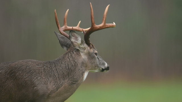 White-tailed deer buck in a rainstorm in Smoky Mountain National Park