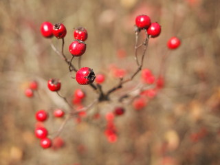 Wild roses fruits (briars) with an autumn bokeh