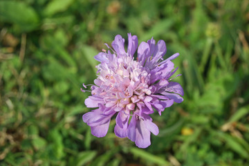 Fototapeta premium Field scabious flower