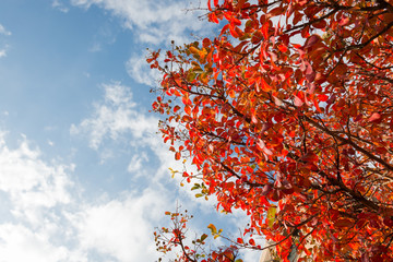 tree with red leaf background