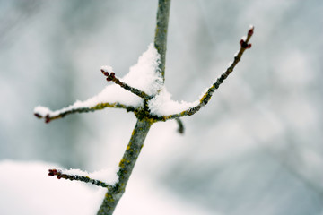 Snow on a branch