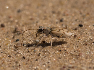 Ghost Tiger Beetle