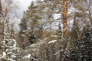 Зимний лес. Сосны в снегу. Природный парк Таганай. © ykarachev