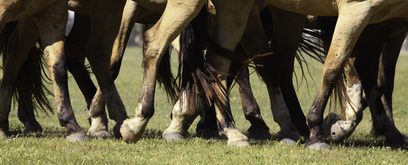 patas de caballos © Santa001