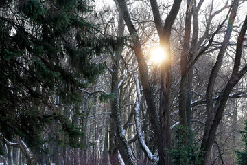 Trees in the winter woods. The sun is shining.