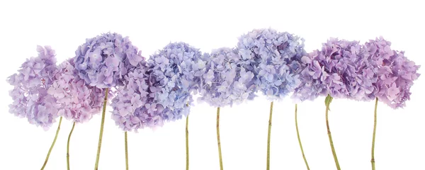 Crédence de cuisine en verre imprimé Hortensia Hortensia fleurs violettes (chemin de détourage)