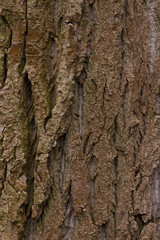 Tree bark texture macro 