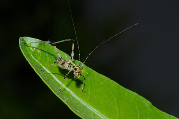 Detail of a young little grasshopper sitting on green leaf

