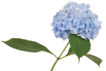 Blue flower hydrangea (Clipping path) © Akova