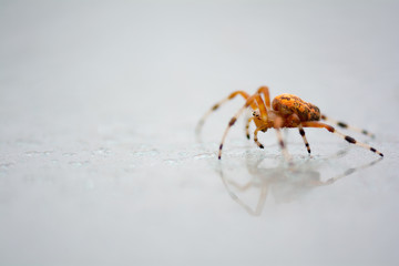 Marbled orb weaver spider side view