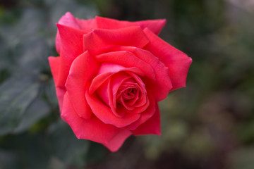 Beautiful rose in the garden