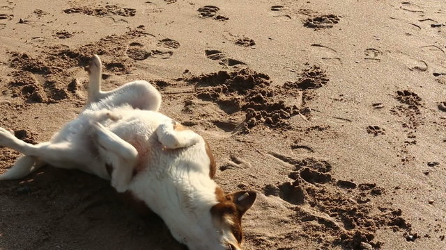 Dog thumbling on the sand   seems very happy