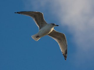 Young herring gull flying on the blue sky (Larus argentatus)