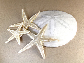 Fototapeta na wymiar Starfish and sand dollar