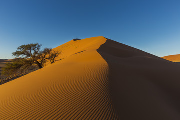 Fototapeta na wymiar Sand dune and camelthorn tree