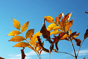 Branch of bright autumn maple foliage with sunlight