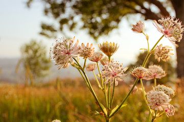 Clover on the sunset