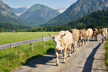 Kühe auf dem Weg zur Bergweide
