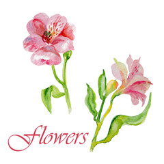 Watercolor flowers alstroemeria
