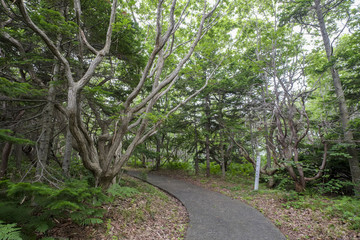 焼尻島＿オンコの自然林