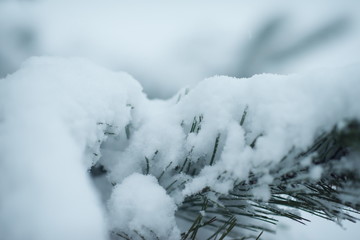 christmas evergreen pine tree covered with fresh snow