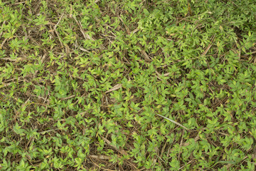 Pequeñas plantas de bambú.