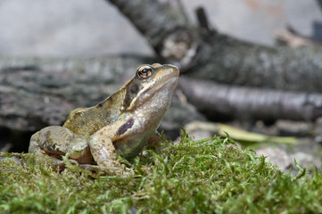 Frog (Rana Temporaria)/Common Frog on mossy floor against a background of branches