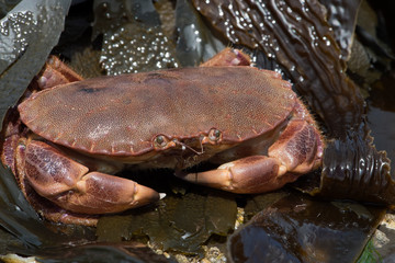 Brown Crab (Cancer Pagarus)/Brown Crab on seaweed covered rock